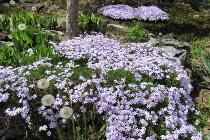Phlox Bodendecker Kombinieren