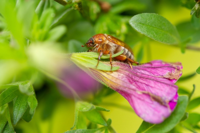 Harmloser Julikafer Schon Entdeckt