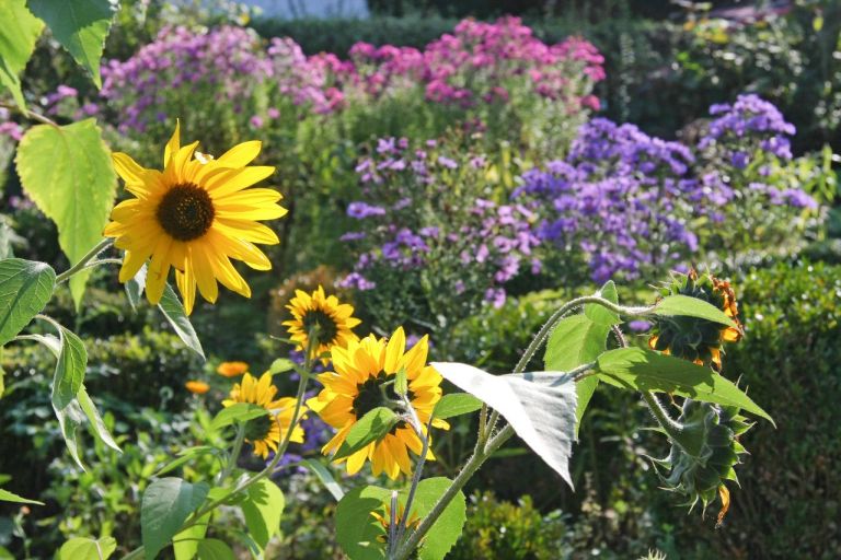 Traditionelle Stauden für den Bauerngarten