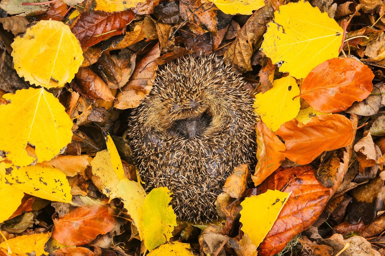 Winterquartier für den Igel