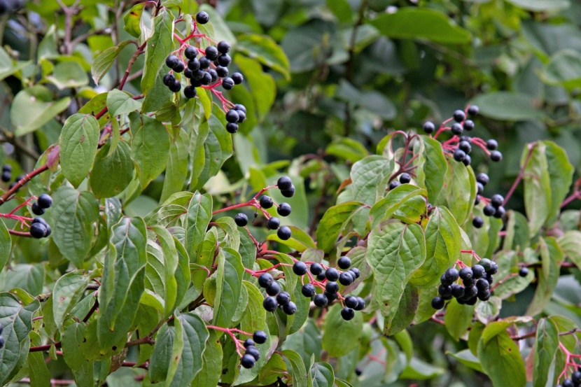 Zeit Zum Heckenpflanzen