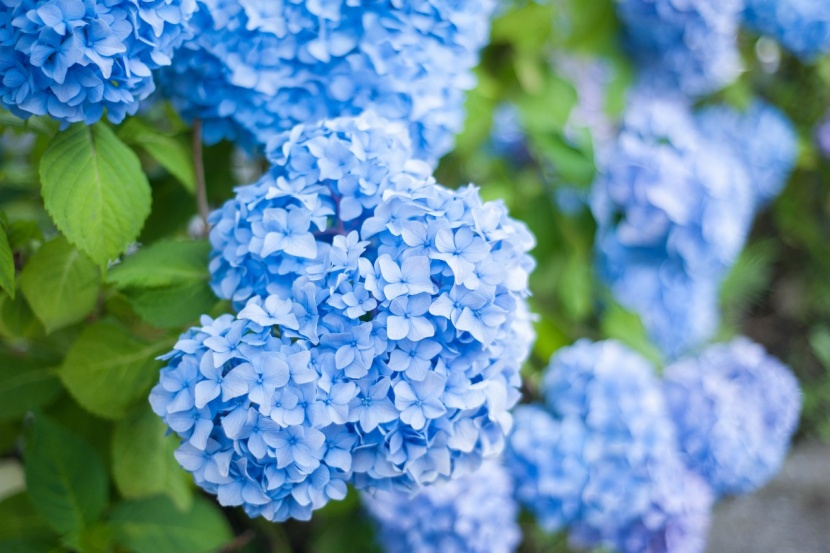 Klassisch blaue Blüten