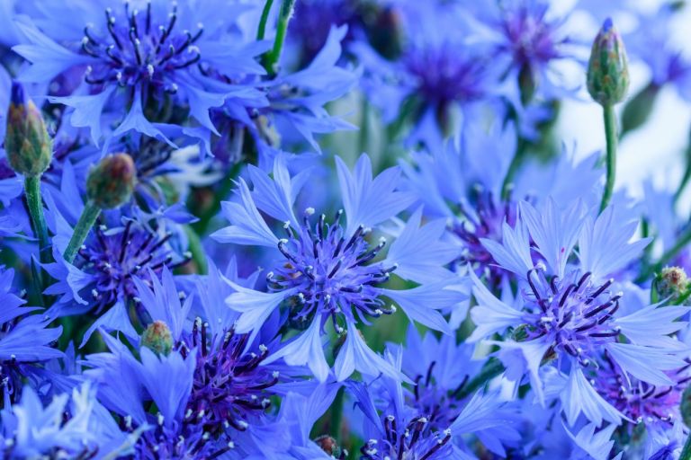 Klassisch blaue Blüten