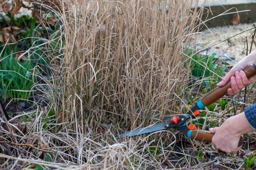 Winterliche Ziergräser