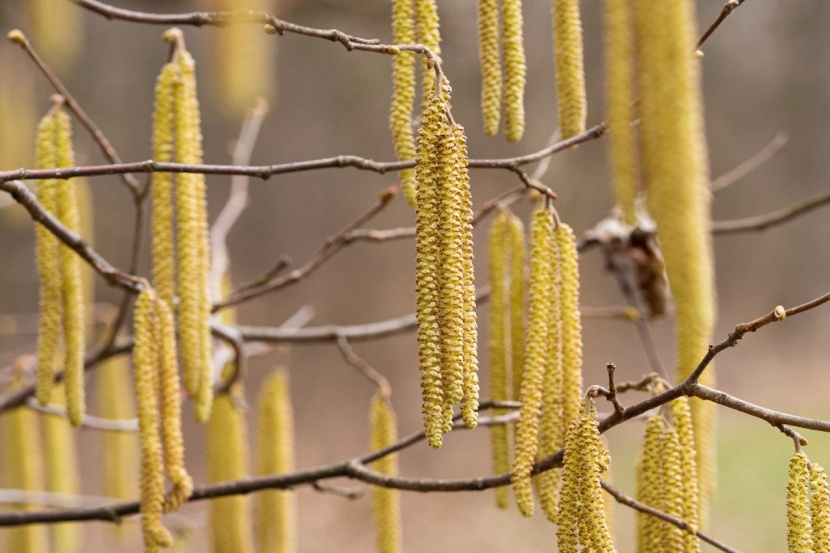 Der Phanologische Fruhling Hat Begonnen
