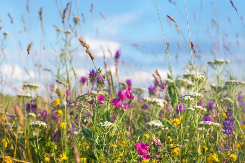 Rasen in eine Blumenwiese umwandeln