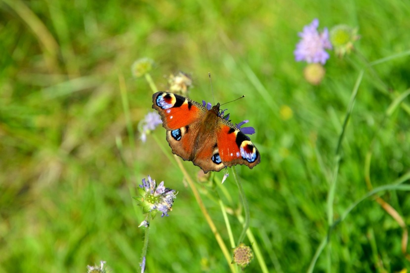 Rasen in eine Blumenwiese umwandeln