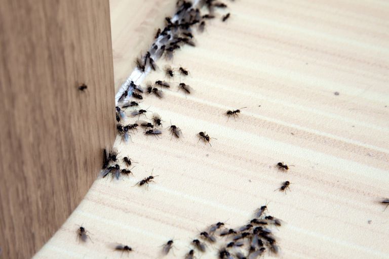 Was tun gegen Ameisen im Haus?