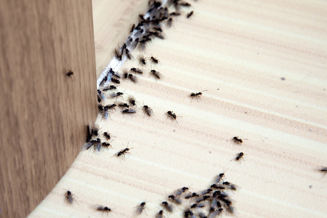 Was tun gegen Ameisen im Haus?