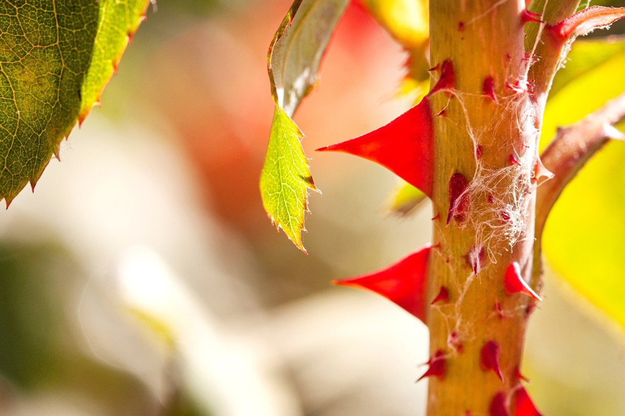 Stacheln und Dornen was ist der Unterschied?