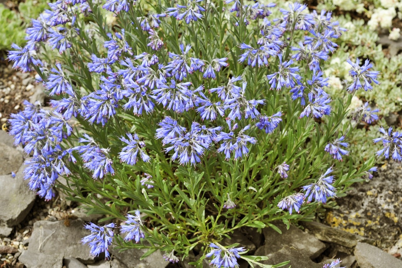 FelsenMoltkie für den Steingarten