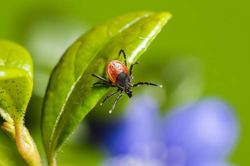 Zecken Im Garten Wie Gross Ist Die Gefahr