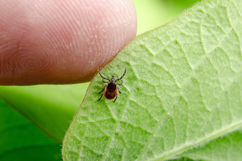 Zecken Im Garten Wie Gross Ist Die Gefahr