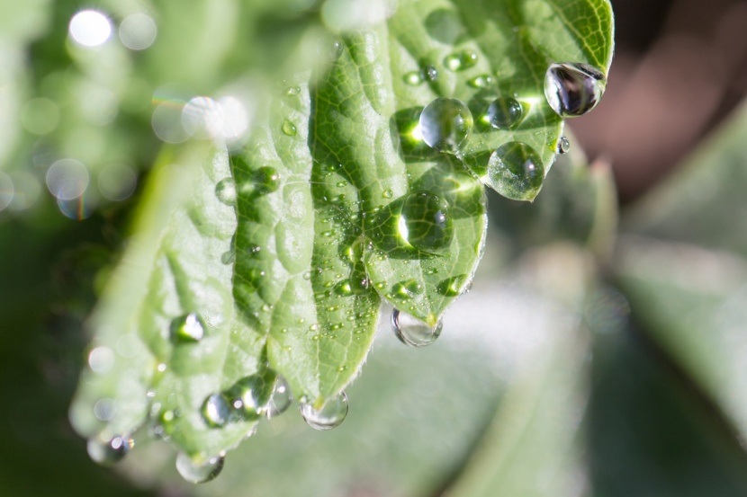Guttation: Warum manche Pflanzen weinen