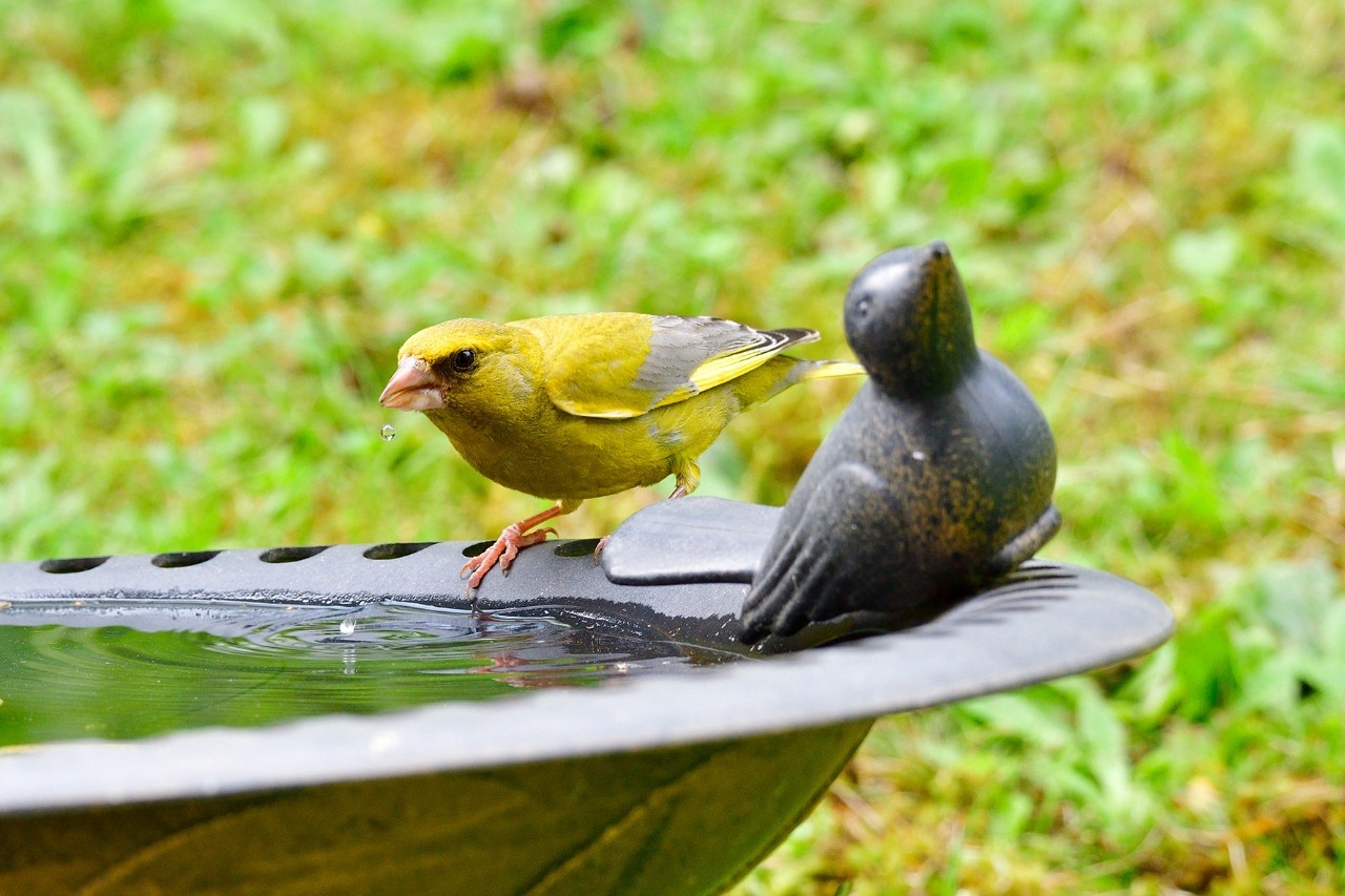 Sandbad & Tränke Wellness für Gartenvögel