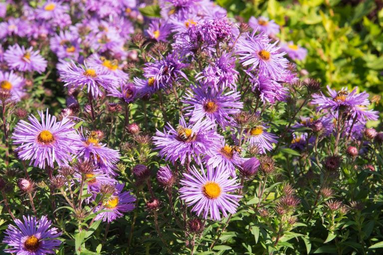 Späte Bienenweide Diese Pflanzen blühen im Herbst