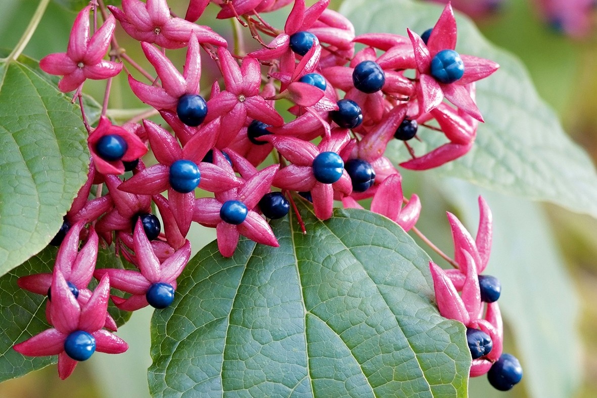 Kennen Sie diese ausgefallenen Herbstfrüchte?