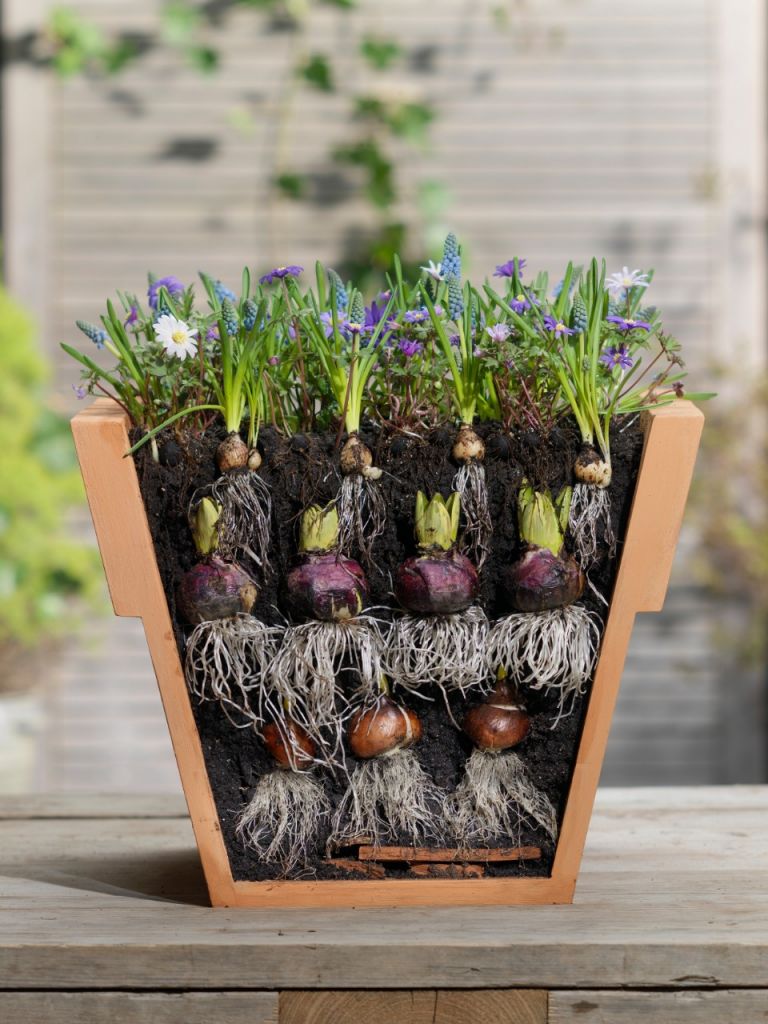 Funkienzwiebeln XXL-Mischung 10 Stück - Winterharte Schattenpflanzen Für Garten