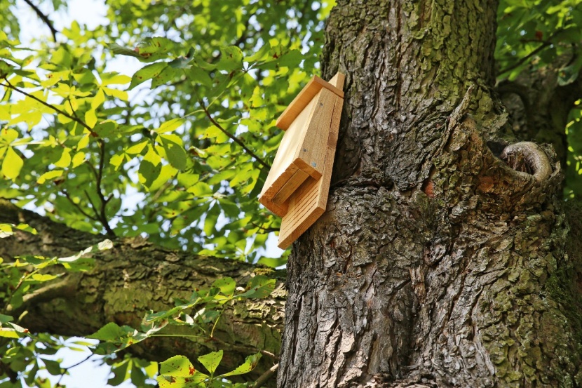 Fledermäuse im Garten fördern