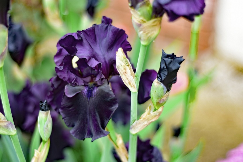 Die schönsten Stauden mit schwarzen Blüten