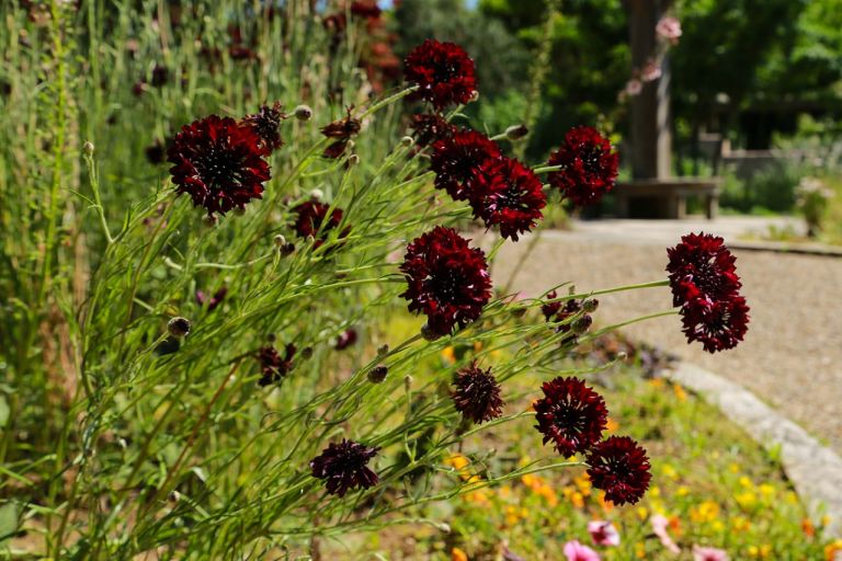Die schönsten Stauden mit schwarzen Blüten