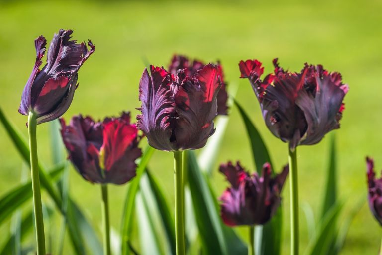 Die schönsten Stauden mit schwarzen Blüten