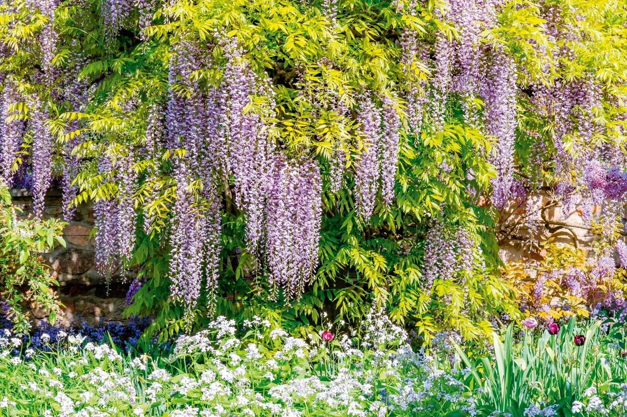 Was der Blauregen für eine reiche Blüte braucht