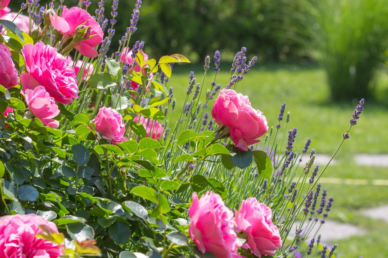 Lavendel und Rosen die perfekten Beetpartner?