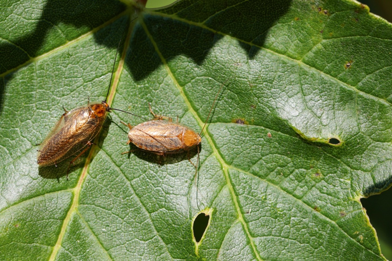 Keine Angst vor den Waldschaben