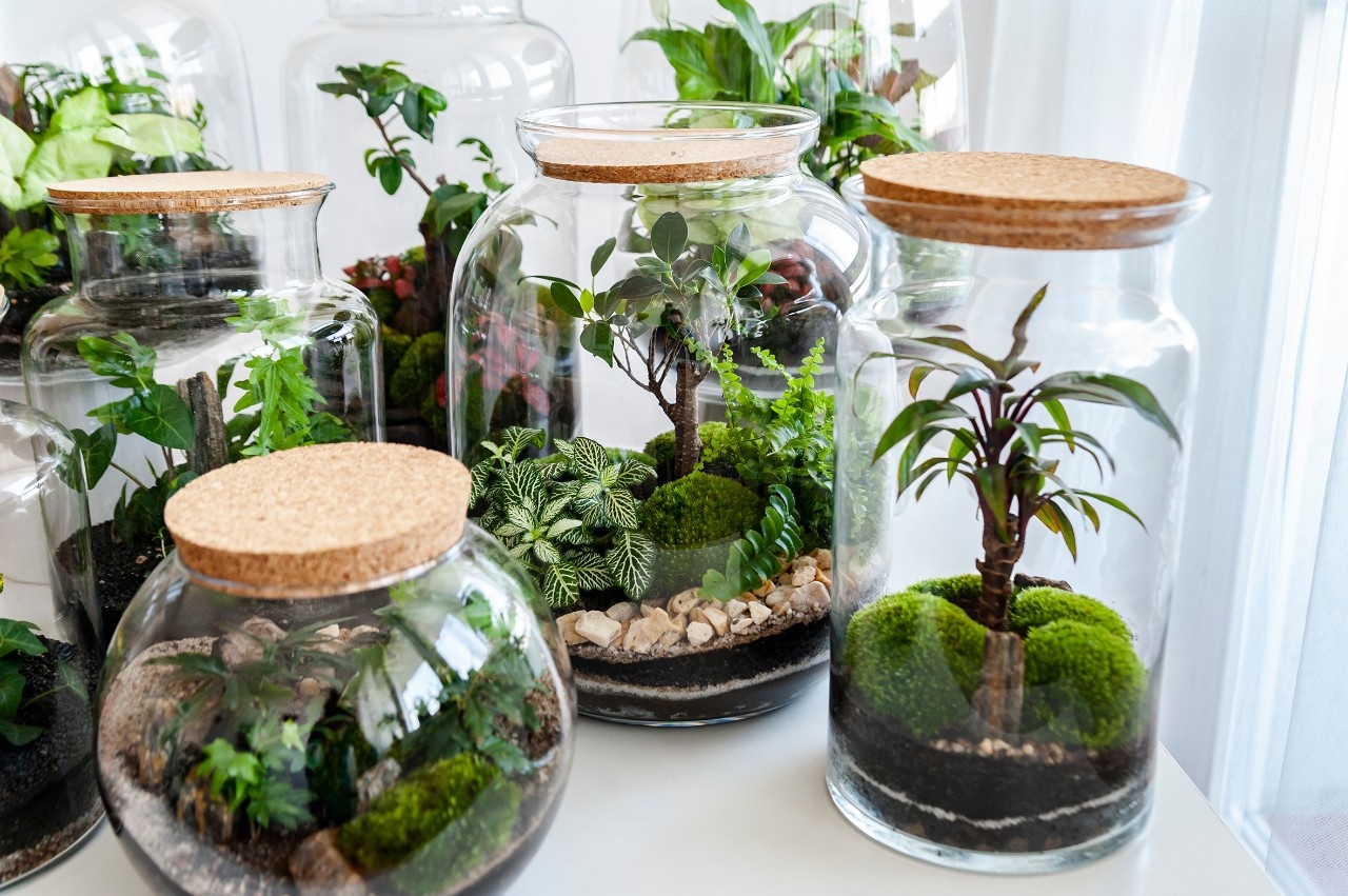 Wie funktioniert ein Flaschengarten?