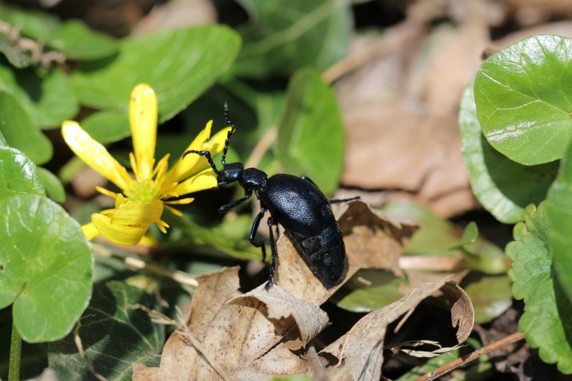 Schwarzblauer Ölkäfer Schön, aber giftig