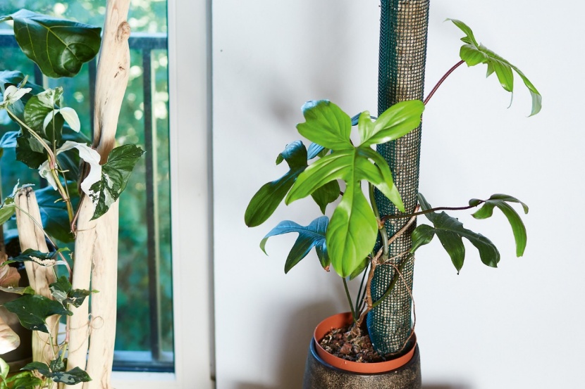 DIY: Rankstab mit Bewsserungshilfe