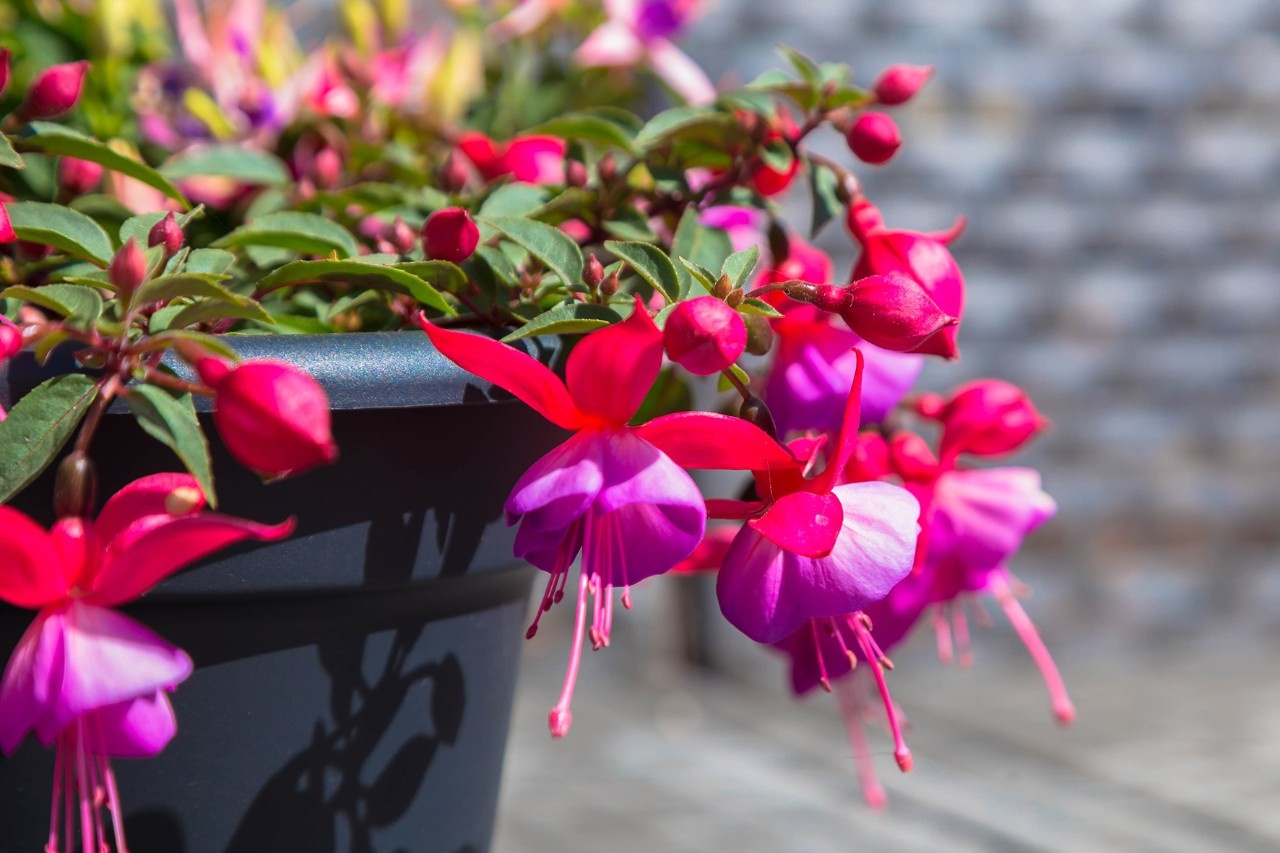 Fuchsien richtig überwintern