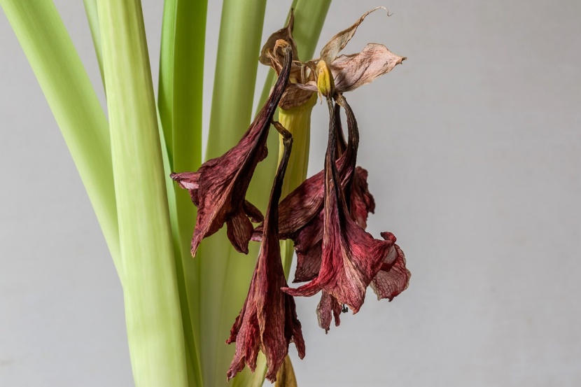 Verblhte Amaryllis: Was jetzt zu tun ist