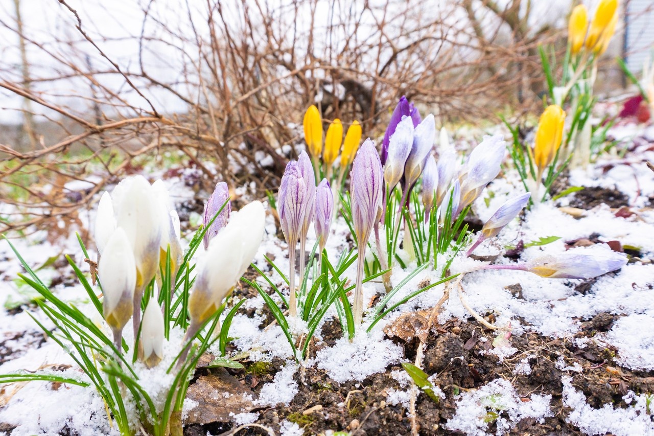 Woher wissen die Pflanzen, wann wirklich Frühling ist?