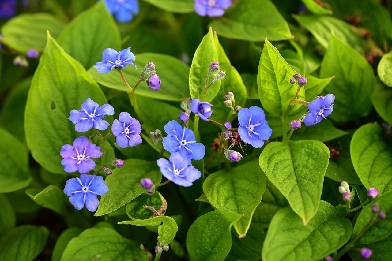 Gedenkemein Blaue Blüten für den Frühlingsgarten