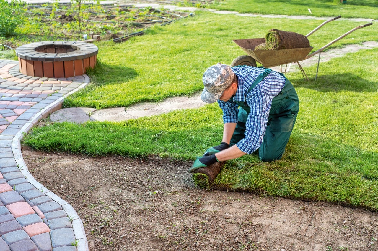Trick for a quick new lawn: a lawn sandwich