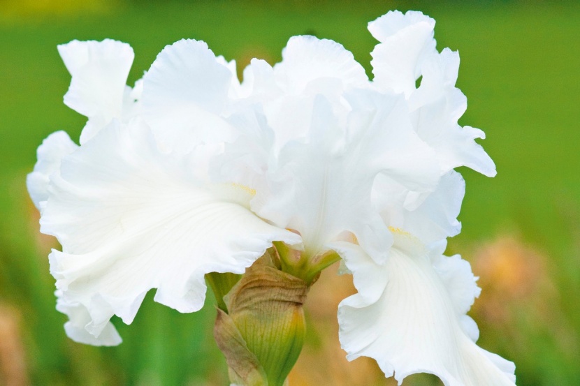 Light Sorten Iris Duftende Sorten _ Iris pallida ‚Fiesole‘ – MVFG