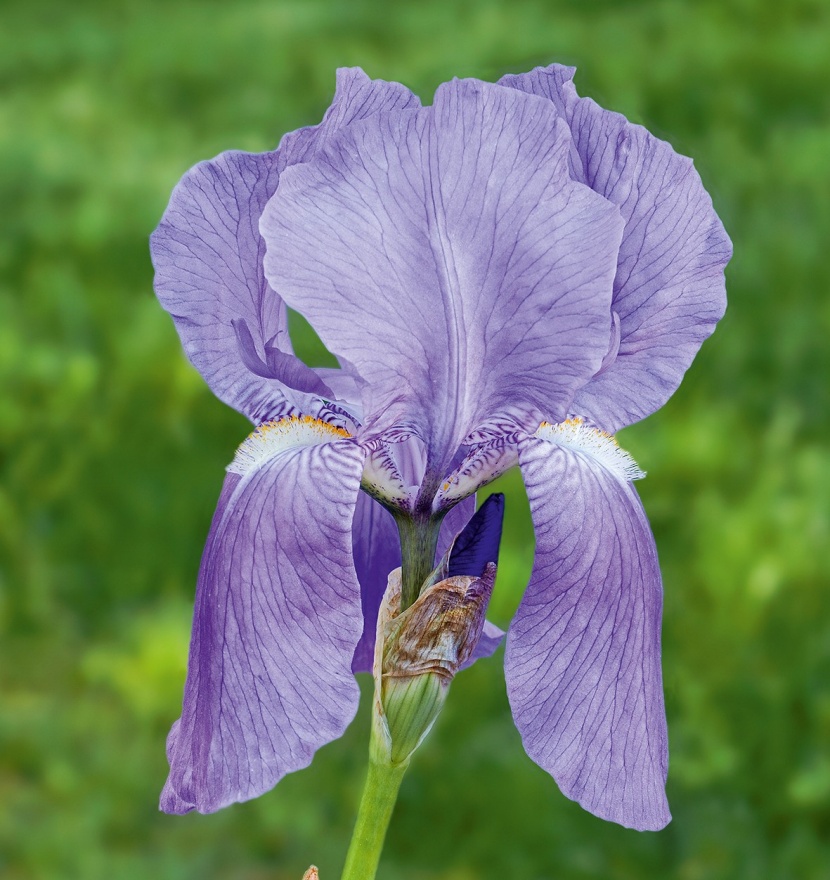 Die schönsten IrisSorten