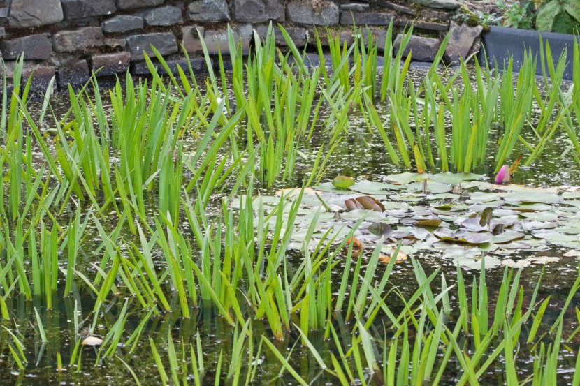 Schwimmende Wasserpflanzen für den Gartenteich
