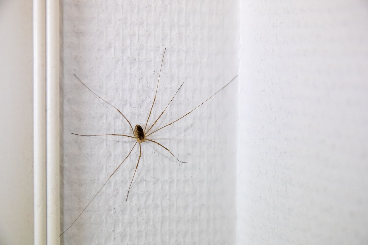Spinnen in der Wohnung Warum Sie sich darüber freuen sollten