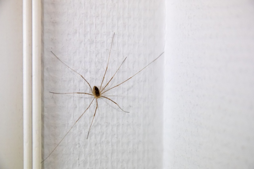 Spinnen In Der Wohnung Spirituelle Bedeutung
