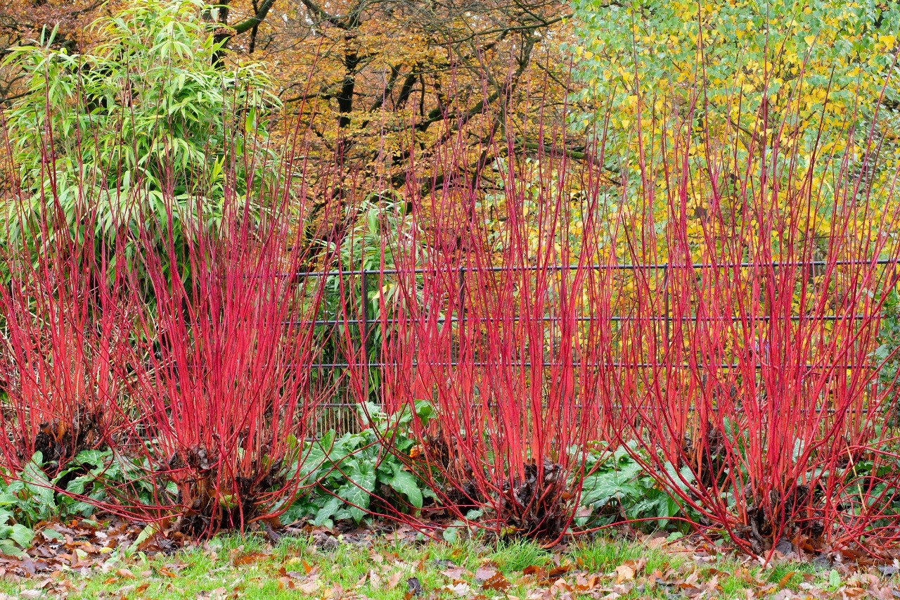 Bunter Hartriegel für den Garten