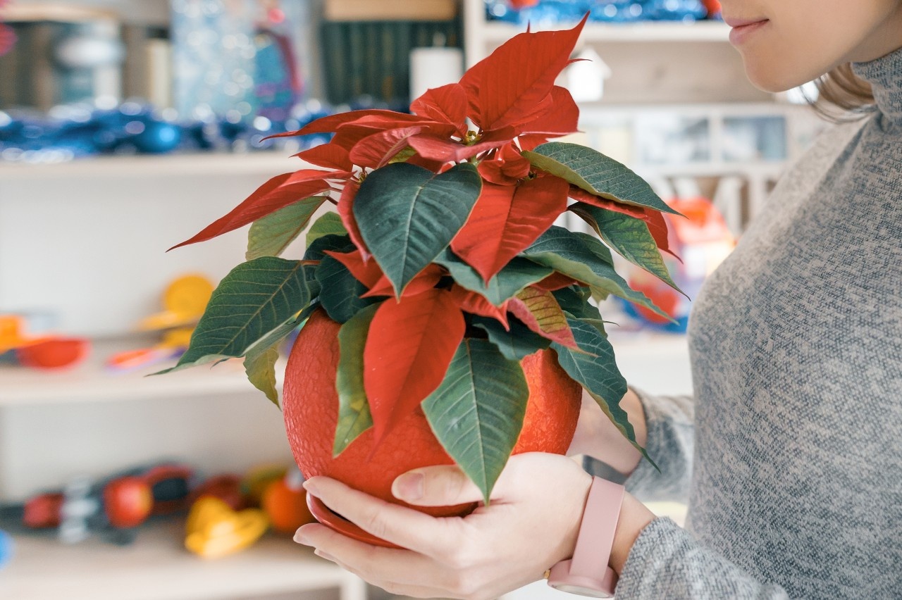 Videotipp: So bleibt der Weihnachtsstern lange schn!