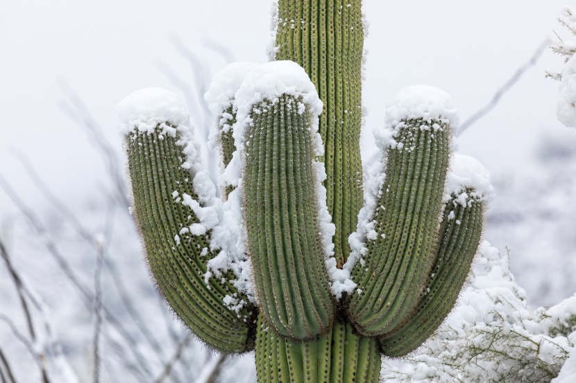 Kakteen im Schnee  undenkbar?