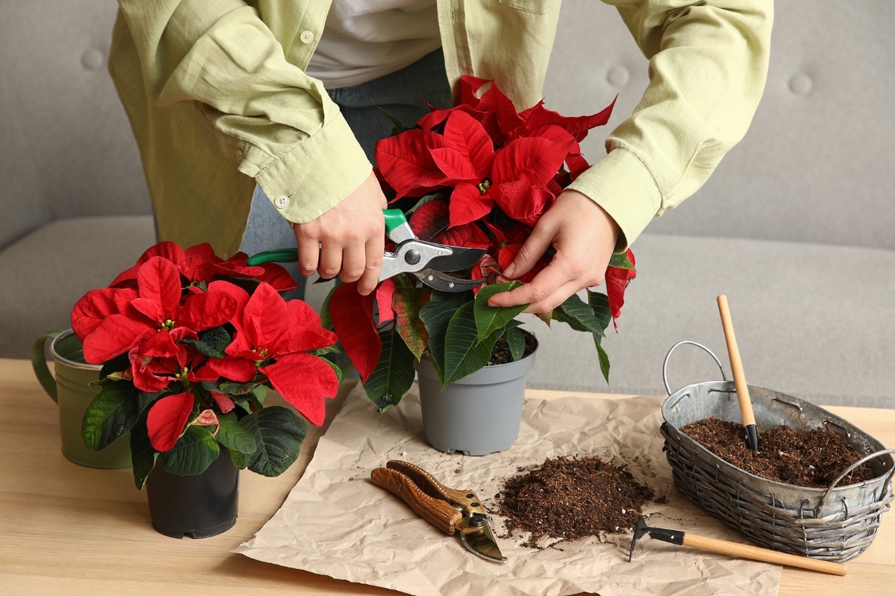 So bringen Sie den Weihnachtsstern ber den Sommer