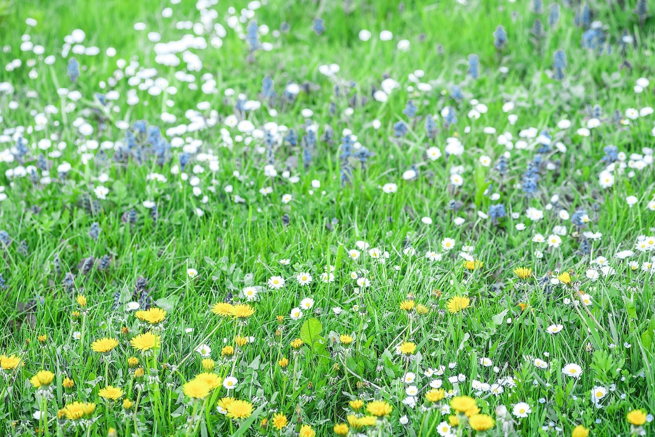 Ein Stück Wiese mit Rasencharakter