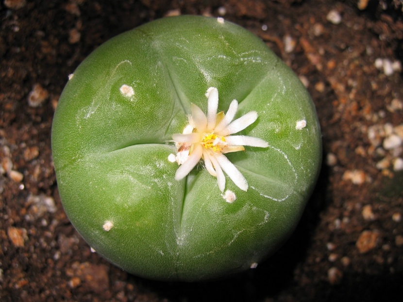 gymnocalycium Cactus Gymnocalycium friedrichii Crested main image 0